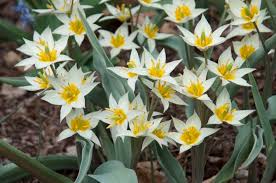 This beautiful australian perennial flower looks like a ping pong ball. Buy Wild Tulips Now Plant Later