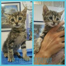 Minigim Yeni Ailenle Mutlu Olman Harika Kedi Guzelkedi Tekir Sokakkedisi Sahiplendirme Guzel Kediler Kedi Hayvan