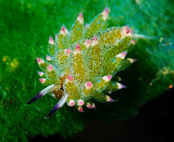 Kuro Sapasucking Slug Costasiella Kuroshimae Sea Slug Slugs Sea Life