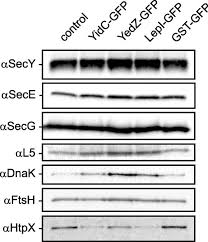 He gave it shortly before his final passover and death. Consequences Of Membrane Protein Overexpression In Escherichia Coli Molecular Cellular Proteomics