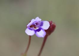 Image result for Torenia crustacea