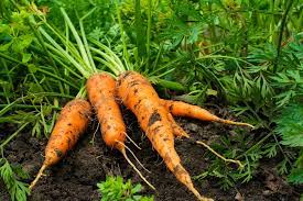 Since many gardeners now grow tomatoes in a once you've picked an unripe tomato, you have some control over how quickly it finishes the ripening process. How To Know When Your Carrots Are Ready To Pick Garden Eco