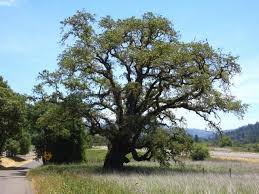 Canyon Live Oak Live Oak Plants Tree