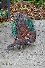 Some classifications assign the turkey to phasianidae, whereas several others place it in the family meleagrididae.… Image Result For Mountain Peacock Pheasant Binatang Lucu Hewan Cara Menggambar