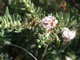 Image result for Eriospermum flexuosum