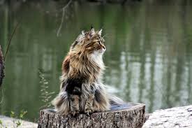 Maine Coon Reference Maine Coon Fancy Articles Maine