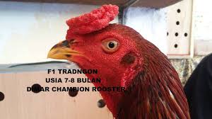 Jual ayam bangkok aduan super pukul mati yang paling bagus bakat juara import thailand asli dan f1 dari peternakan ayam petarung javatoya richfarm. F1 Tradngon Telp Sms Wa Dimarchampionrooster Com Facebook