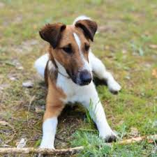 As an active dog, he will do much to exercise himself given the room. Foxterrier Hunderasse Mit Bild Info Temperament Charakteristiken Und Fakten