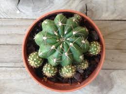 L'asso di fiori previene le carenze nutritive tipiche soprattutto delle piante coltivate in vaso che tendono a far tingere di giallo la. Succulente 12mq Pagina 7