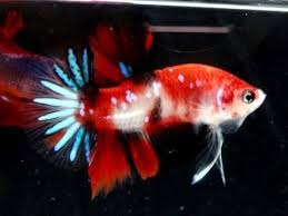 Beautiful relaxing music by peder b. Betta Shop Posts Facebook