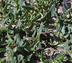 Image result for Lintonia nutans