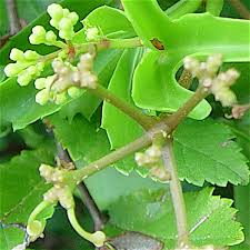 Image result for Cissus faucicola