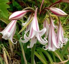 Image result for Crinum harmsii