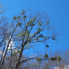 Image result for Viscaceae