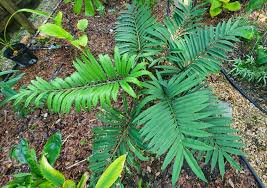 Image result for Stangeriaceae