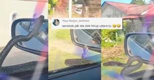 We did not find results for: Video Wanita Ini Terkejut Ular Sawa Tiba Tiba Muncul Dekat Side Mirror Kereta Seriau