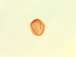 Image result for Vitex ferruginea