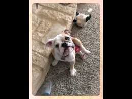 Stella S First 6 Months In Her Furever Home English Bulldog With Swimmer Puppy Syndrome Youtube