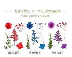 May 30, 2021 · segnalibri fiori secchi riciclo fiori segnalibri di carta fatto a mano carte fatte a mano immagini easy dollar store clothespin planter diy. 10 Pz Set Fiori Pressati Giallo Rosso Arancione Blu Verde Veri Fiori Secchi Fai Da Te Resina Stampi Ripieni Resina Epossidica Uv Per La Fabbricazione Di Gioielli Aliexpress