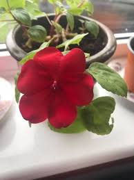Image result for Impatiens cecilii