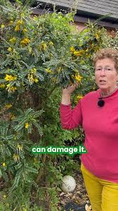 Image result for Sophora