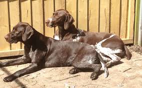 Read our hungarian vizsla buying advice page for information on this dog breed. German Shorthaired Pointers Mini Wirehaired Dachshunds Kavacanne