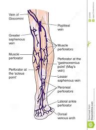 They're part of a transportation system that moves blood around. Printiable Mape Of Arteries And Viens Principal Veins Human Anatomy This Stock Medical Illustration Shows The Arteries Veins And Nerves Of The Arm From An Anterior Front View Foodbloggermania It