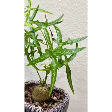 Image result for Adenia kirkii