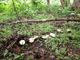 J,ai trouve des mousserons de printempt comment etre sur si si je peu les consommer…… qui peu me renseigner. Tricholome De La St Georges Alsace Haut Rhin 2015 2016