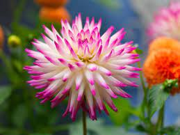 All ednie products are sold exclusively through the ball seed company. Flower Bulbs Discover Flower Bulbs