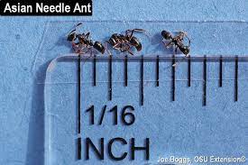 We sell professional do it yourself pest control (diy), exterminator and extermination insecticide, pesticide, chemical and bug killer treatment products. Non Native Stinging Ant Confirmed In Southwest Ohio Bygl