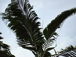 Loaded, mechanism, neutralize, outline, patrol. Pokok Pinang In English