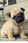 Pugs for Sale in Woodbridge, VA | Dogs on Oodle Classifieds