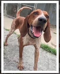 Black And Tan Coonhound Redbone Coonhound Lab Mix Redtick Coonhound English Coonhound Red Tick Coonhound Coonhound