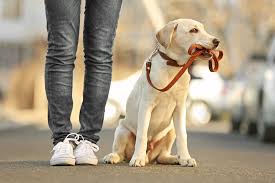 If you're worried about your puppy's behavior, or you'd just prefer to teach her manners in the comfort of your home, our trainers will come to you. Online Dog Training Courses By The Crafty Pup