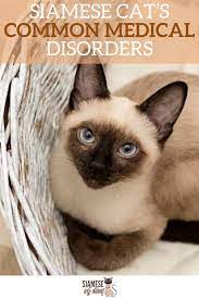 Siamese Cat S Common Medical Disorders Siameseofday Siamese Cats Cats Cat Diseases
