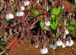 Image result for Trichodesma physaloides