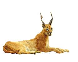It is characterised by a robust build, long legs, a short face, long tufted ears. Caracal Endangered Species Now