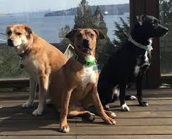 Check spelling or type a new query. Homeward Bound Animal Rescue Reviews And Ratings Mechanicsburg Pa Donate Volunteer Review Greatnonprofits