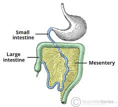 Large intestine forms the final segment where the body makes the last attempt to extract all nutrients from the food eaten. The Mesentery Function Structure Vasculature Teachmeanatomy