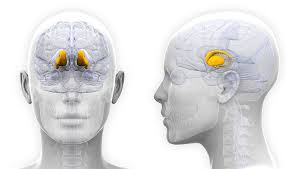 Resultat d'imatges de cerebro cuerpo estriado