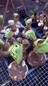 Ornamental bulbous plants, often called ornamental bulbs or just bulbs in gardening and horticulture, are herbaceous perennials grown for ornamental purposes, which have underground or near ground storage organs. Amaryllis Bulb Available 12 Davao Adenium Philippines Facebook