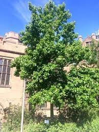 Check spelling or type a new query. American Sweetgum Yale Nature Walk
