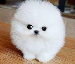 Teacup pomeranian is the most popular dog breed today. Teacup Pomeranian Puppies For 500 Teacup Pomeranian