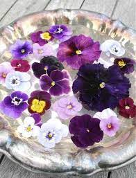 Pin By Rosana Lourencao On Pansies Viola And Violets Pansies Flower Arrangements Purple Pansy