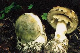 Gruner Knollenblatterpilz Amanita Phalloides