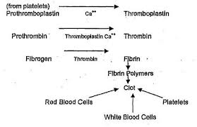 coagulation of blood with the help of flow chart brainly in