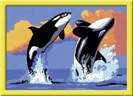 Killer whales hunt in packs and use advanced hunting strategies. Verspielte Orcas Von Ravensburger 28013 Kaufen Bei Kreativ Offensive De