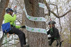 Emerald Ash Borer Treatment Options For Your Denver Tree Be A Smart Ash