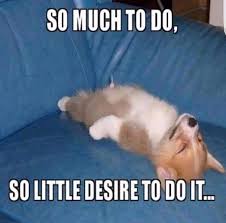 The Funniest Dogs In The World 30 Thefunniestdogsintheworld Thesefunnyanimals Funnyphotos Funniest Do Funny Dog Memes Funny Animal Memes Cute Dog Memes